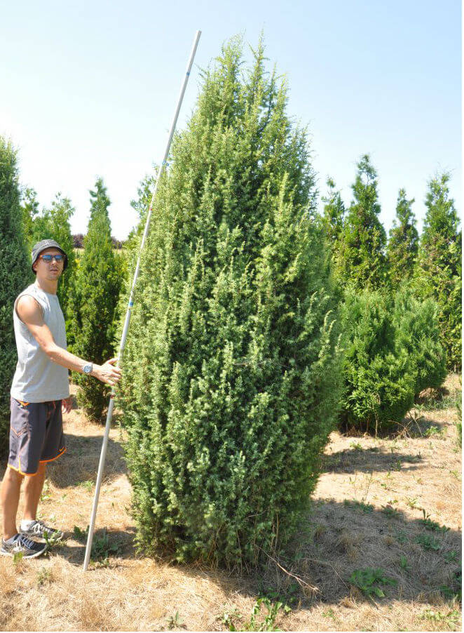 Juniperus scopulorum Moonglow - Можжевельник скальный Мунглоу