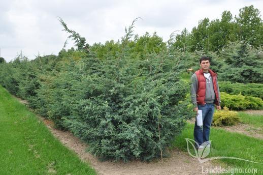 Можжевельник китайский Блу Альпс