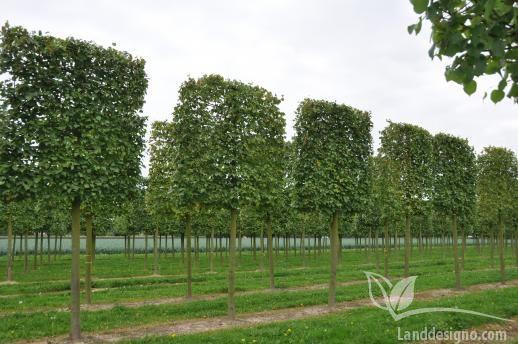 Липа кайзера ‘Pallida Typ Lappen’ – форма 